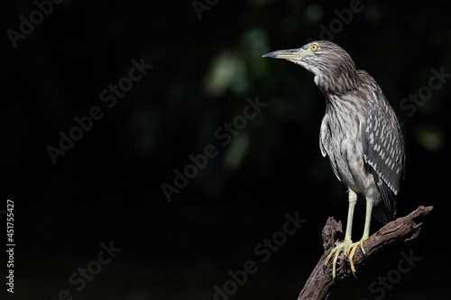 black crowned night heron on the branch