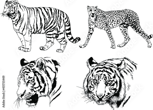 vector drawings sketches different predator   tigers lions cheetahs and leopards are drawn in ink by hand   objects with no background