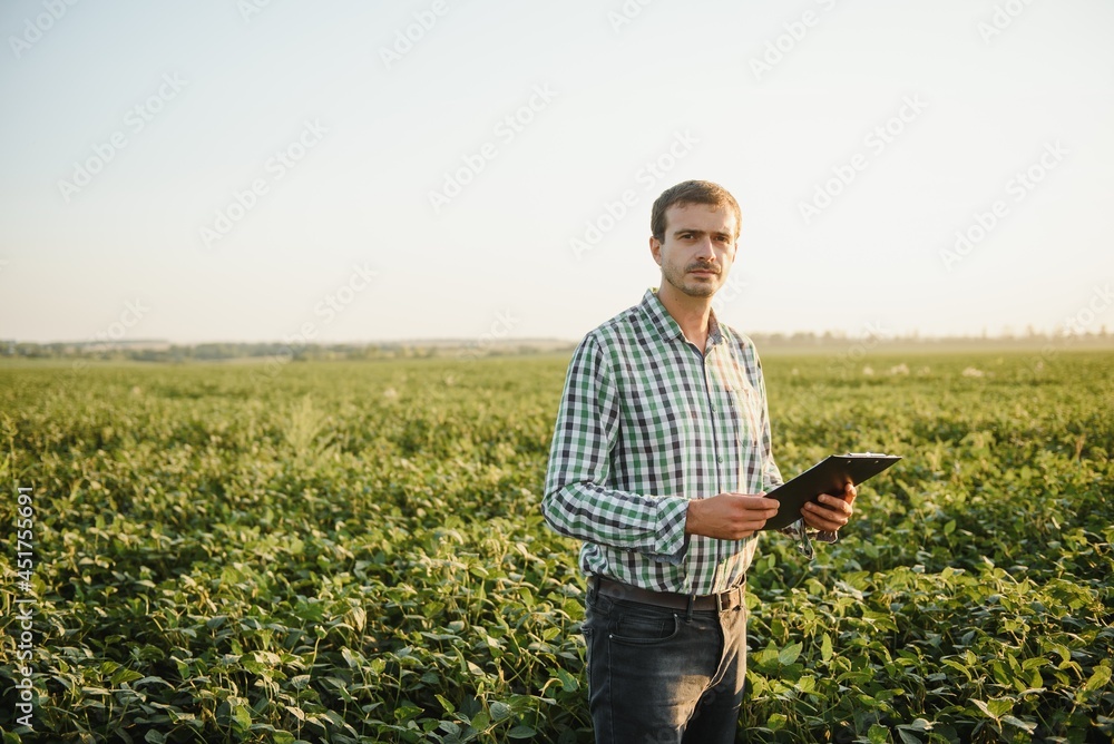 Fototapeta premium A farmer inspects a green soybean field. The concept of the harvest