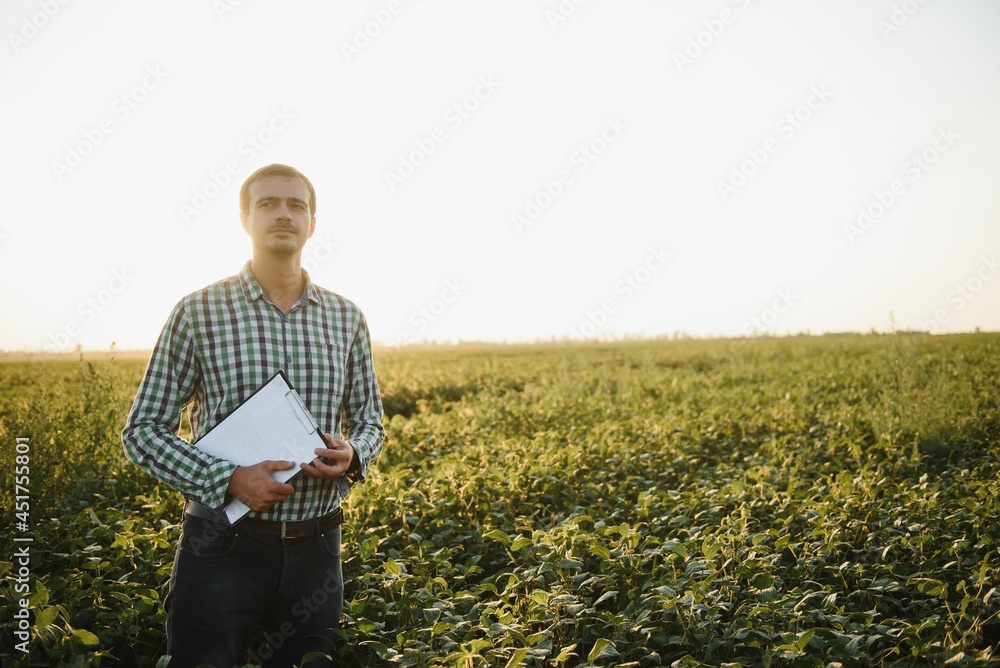 A farmer inspects a green soybean field. The concept of the harvest A farmer inspects a green soybean field. The concept of the harvest