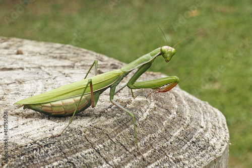 praying mantis © flafabri