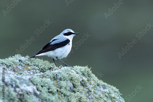 Breeding-season male Northern wheatear with the first light of dawn on his favorite perches on his territory © Jesus