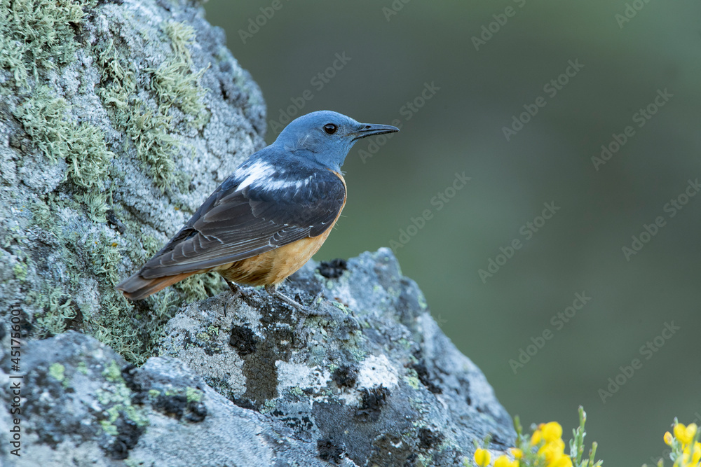 Male Rufous-tailed rock thrush with the first light of dawn in his breeding territory Male Rufous-tailed rock thrush with the first light of dawn in his breeding territory
