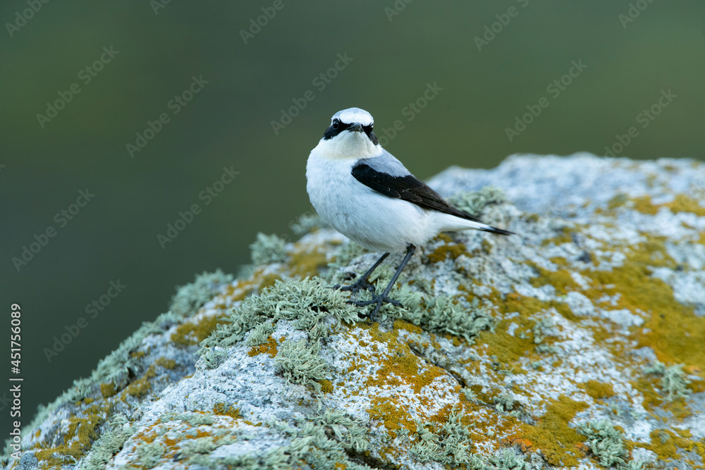 Naklejka premium Adult male Northern wheatear in his breeding territory with rutting plumage at first light of day