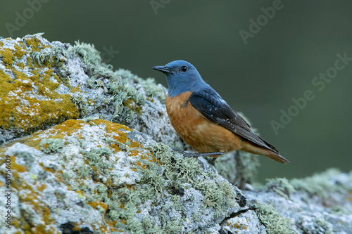 Male Rufous-tailed rock thrush with the first light of dawn in his breeding territory © Jesus
