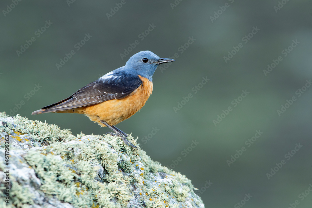 Adult male of Rufous-tailed rock thrush with the first light of dawn in its breeding territory