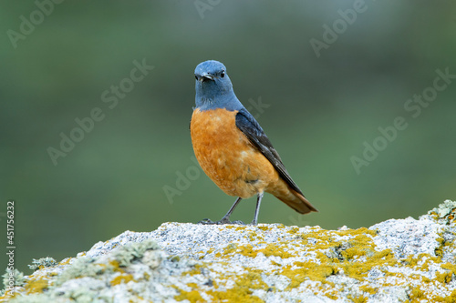 Male Rufous-tailed rock thrush with the first light of dawn in his breeding territory