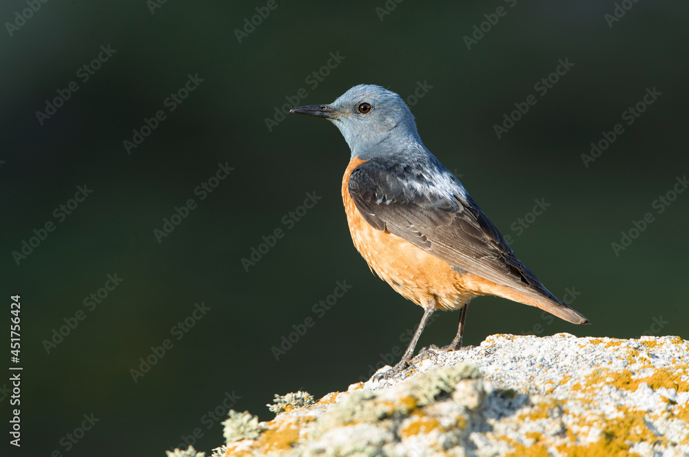 Naklejka premium Adult male of Rufous-tailed rock thrush with the first light of dawn in its breeding territory