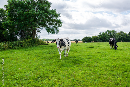 Freilaufende Milchrinder auf einer Weide in Schleswig-Holstein