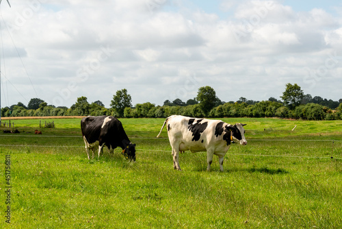 Freilaufende Milchrinder auf einer Weide in Schleswig-Holstein © penofoto.de