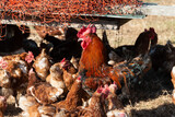 Legehennen auf einem Bauernhof mit artgerechter und dem Tierwohl verpflichteter Produktion, ein stolzer Hahn sorgt für die Fortpflanzung
