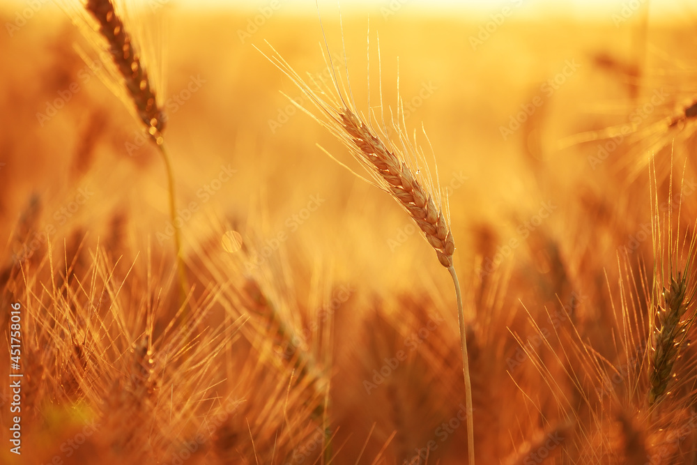 Ripe ears of wheat in a field in sunlight. harvest season.
Ripe ears of wheat in a field in sunlight. harvest season.