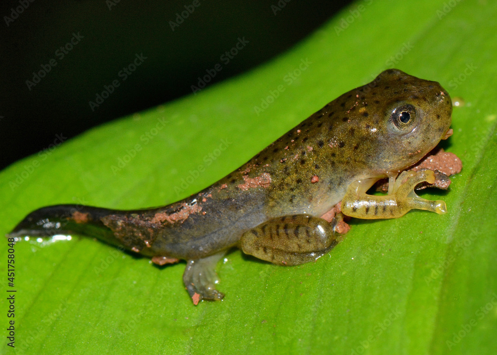 Obraz premium Malabar Gliding Frog tadpole, Rhacophorus malabaricus, Amboli, Maharashtra, India