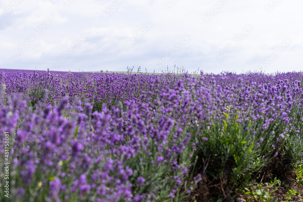 Blooming lavender in the summer. lavender blooming scented flowers. Blooming lavender in the summer. lavender blooming scented flowers.