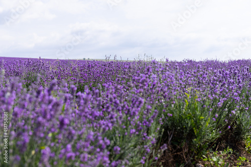 Blooming lavender in the summer. lavender blooming scented flowers.