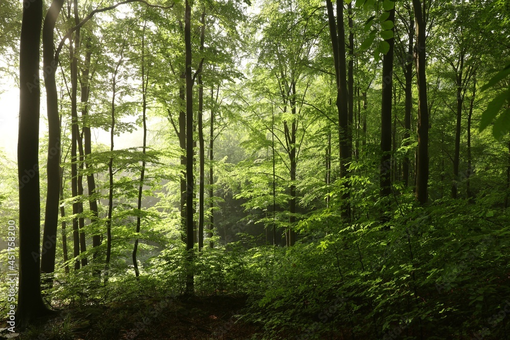 Beech trees in spring forest after rainfall at dawn Beech trees in spring forest after rainfall at dawn