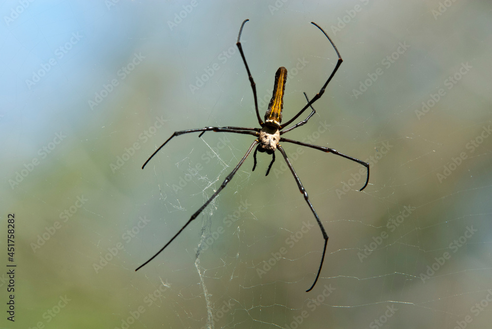 Obraz premium Closeup of Giant Wood Spider, Nephila pilipes, Kharadi, Maharashtra, India