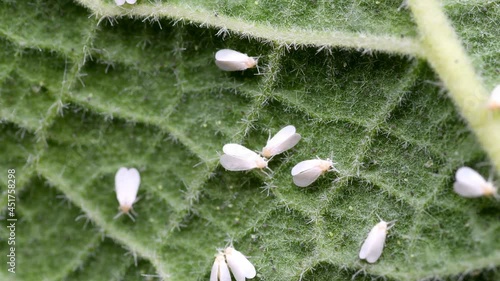 greenhouse whiteflies on a mallow leaf photo
