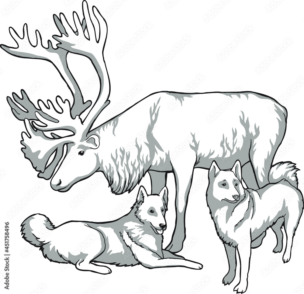 Caribou and indigenous peoples of the north of Russia. Husky dogs. Vintage black and white drawing. Vector illustration. Nature and man.