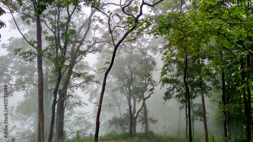Rain forests of western ghats, Karnataka, India photo