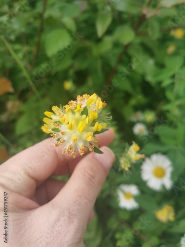 Flowers in nature in central Europe