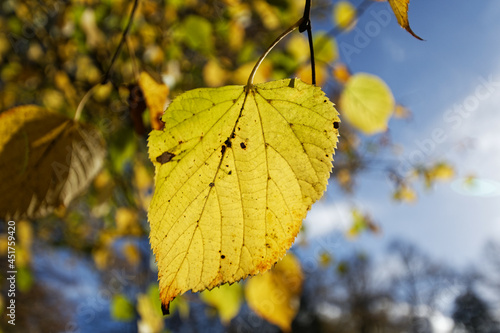 a single yellow autumn leaf in front of a blurred fall leafy forest and blue sky