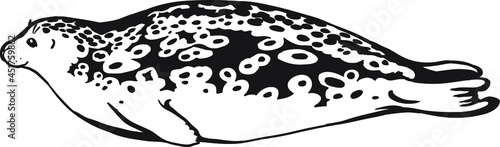Seal on a white background, animals of the north, black and white drawing