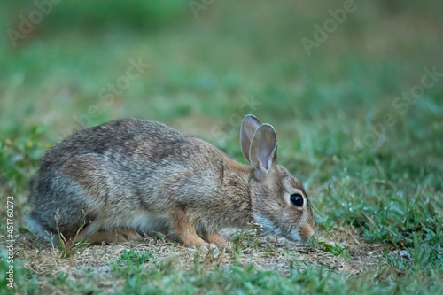 wild rabbit in the forest on the gras