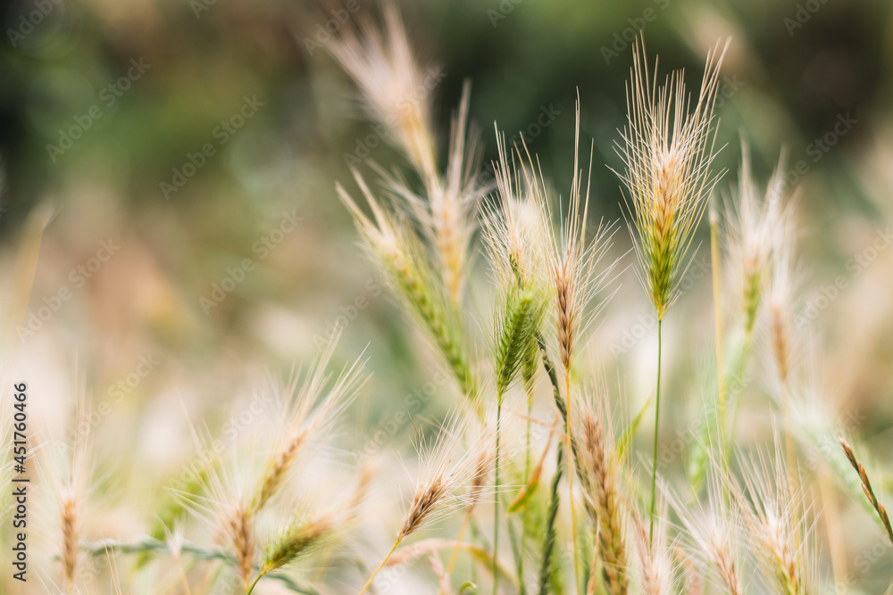 Wheat, semi-ripe wheat in close-up