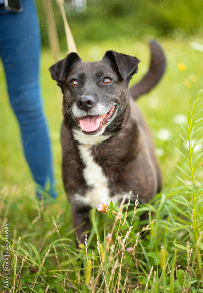 Beautiful happy funny dog is playing and having fun outdoors Beautiful happy funny dog is playing and having fun outdoors