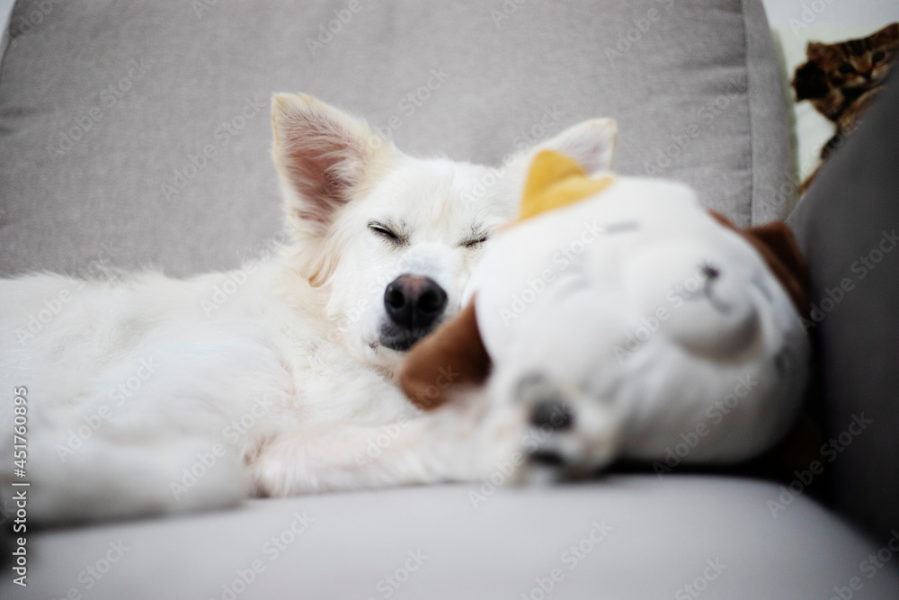 Happy young relaxed friendly dog is resting at home Happy young relaxed friendly dog is resting at home