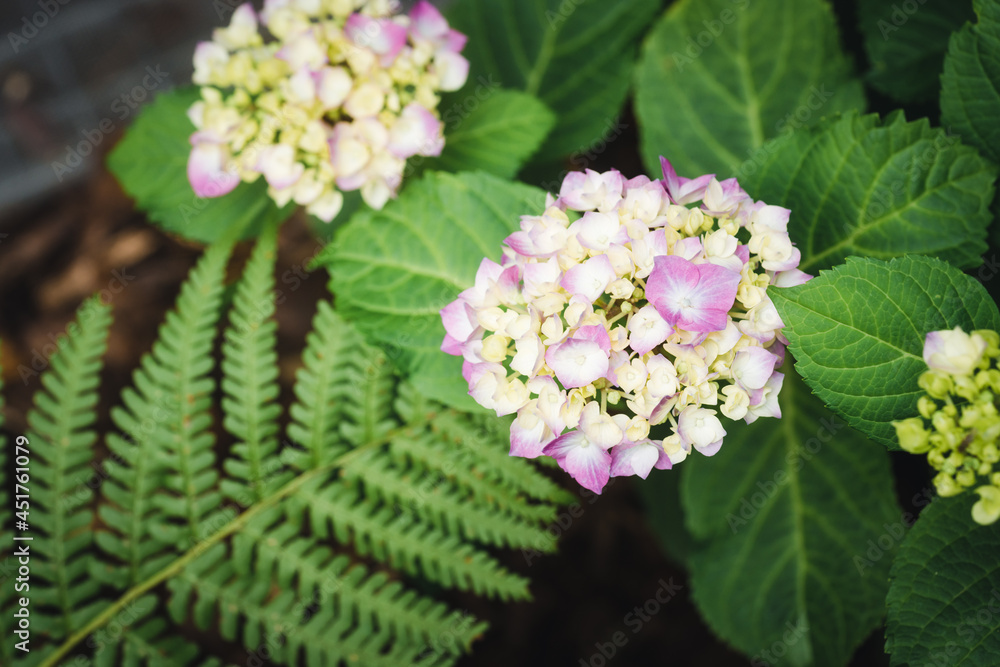 Blooming hydrangea plant in the garden at daytime Blooming hydrangea plant in the garden at daytime