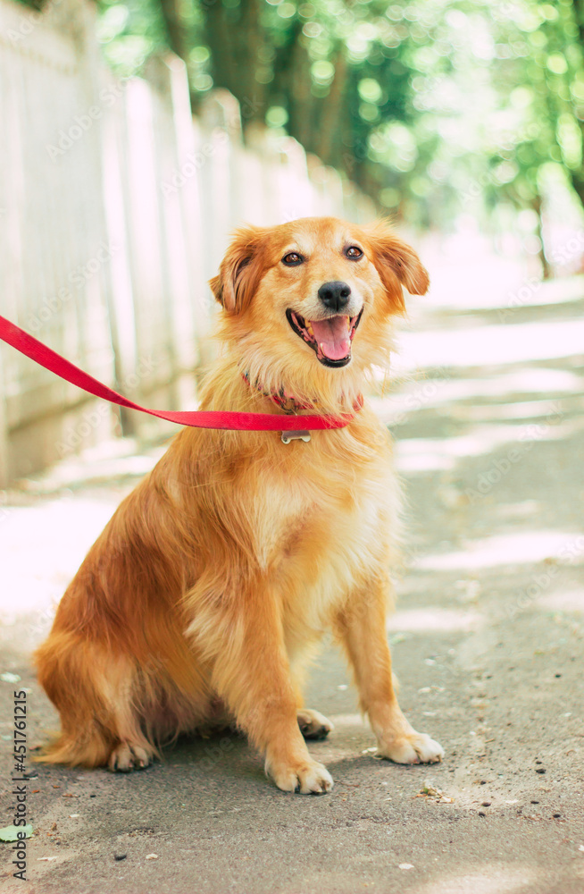 Beautiful happy funny dog is playing and having fun outdoors Beautiful happy funny dog is playing and having fun outdoors