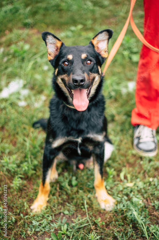 Beautiful happy funny dog is playing and having fun outdoors