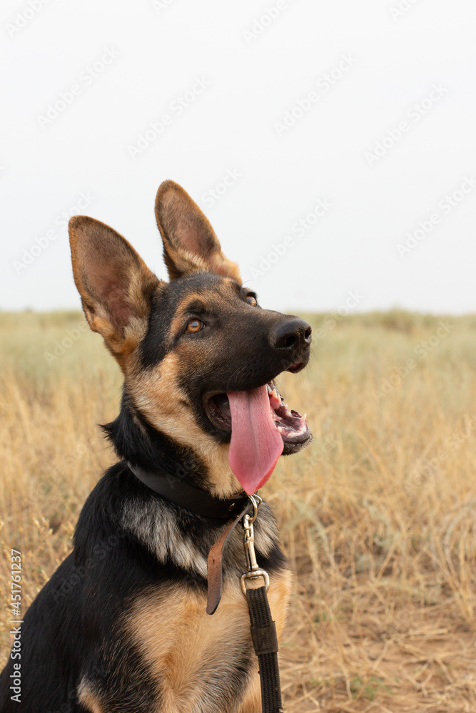 german shepherd with stick out tongue in steppe german shepherd with stick out tongue in steppe