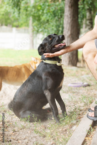 Cute friendly dog in a shelter is waiting for friend and home