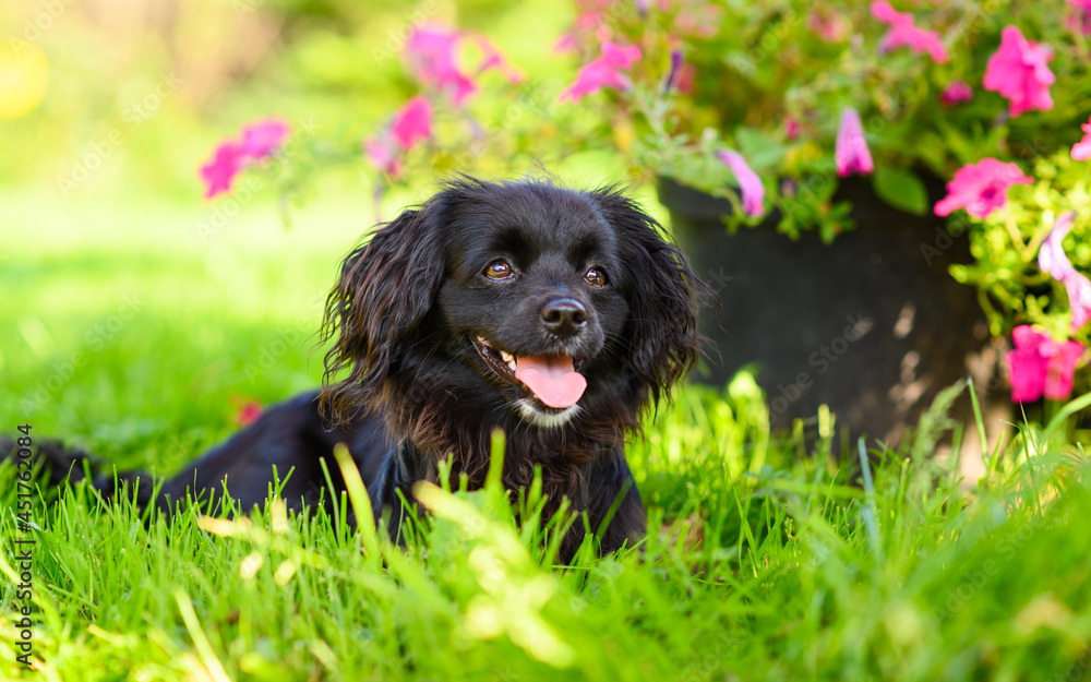 Fototapeta premium A positive dog lies on a green lawn against the backdrop of a pot with pink flowers. Portrait of a dog on a summer sunny day