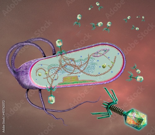 Phages infecting a bacterial cell, illustration photo