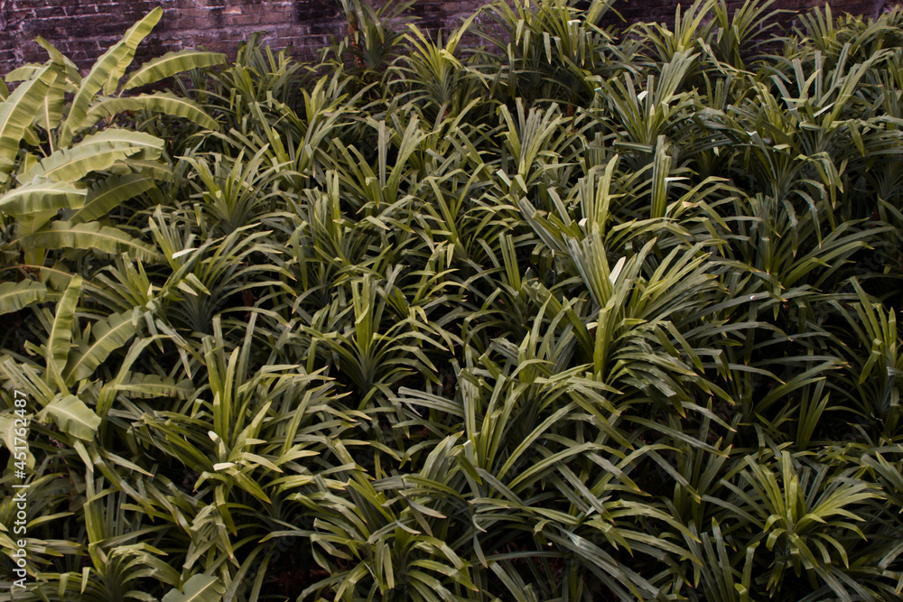 Abstract Background Of pandanus plant Abstract Background Of pandanus plant