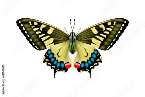 Butterfly with spread wings. View from above. 3d illustration