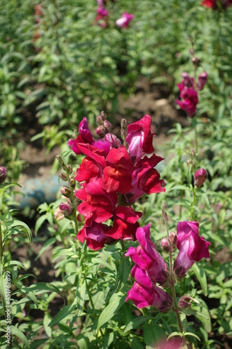 Bunch of red flowers of common snapdragon in June
