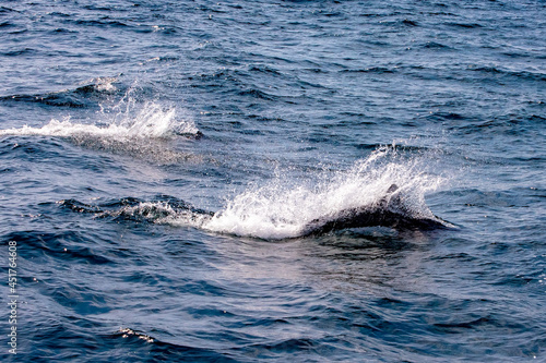 View of wild dolphins swimming in the sea of Rausu