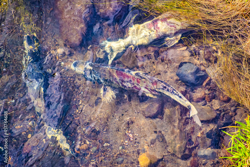 Φωτογραφία View of Salmon swim upstream to mate and lay their eggs along Rausu River, Japan
