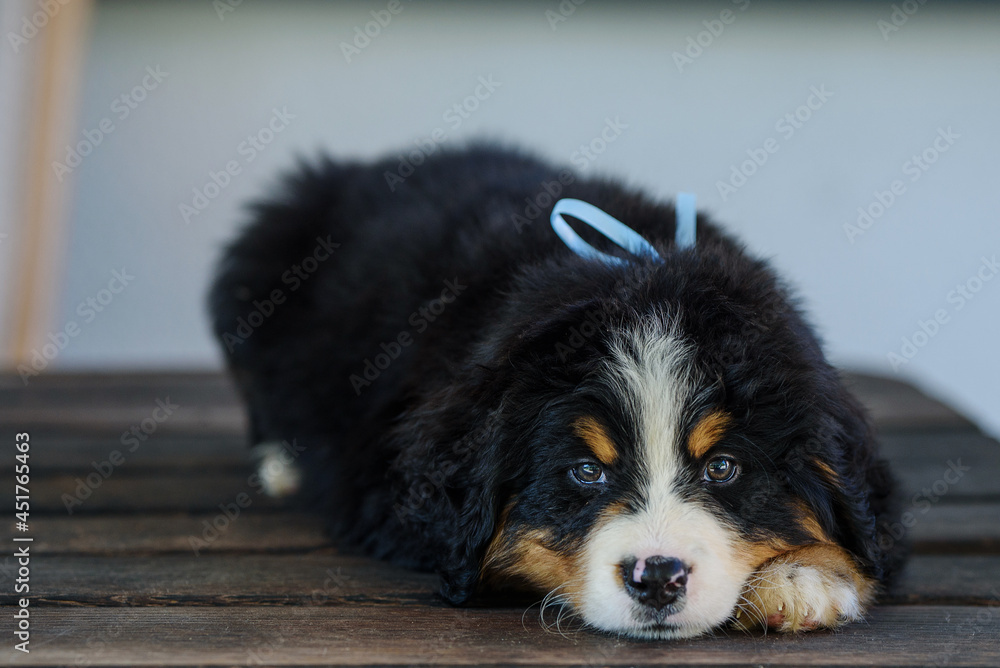 Puppies of Bernese Mountain Dogs on the meadow