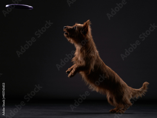 Funny active dog jumping. happy australian terrier on dark background photo