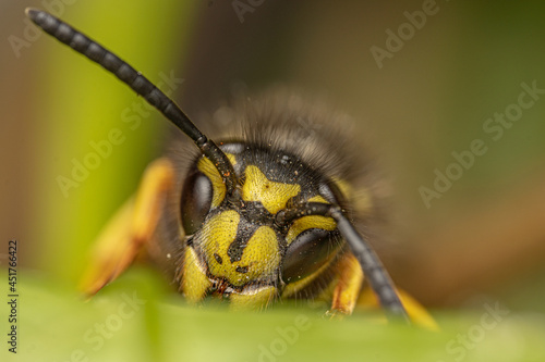 Close up shot of a bee on a green leaf