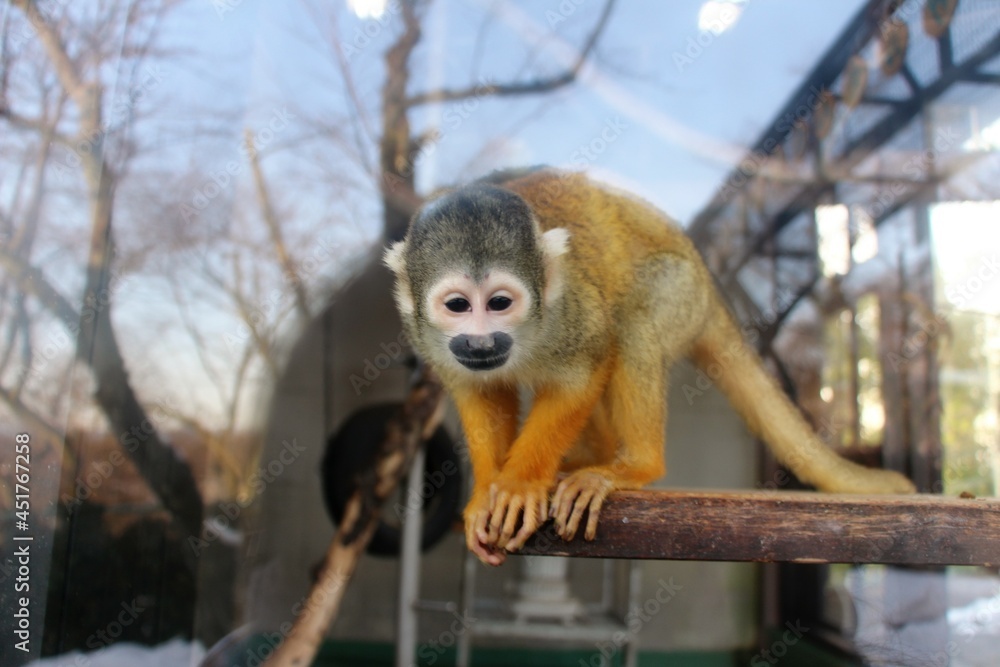 Obraz premium Monkey at a small zoo in Japan