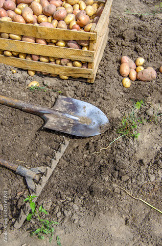 harvesting potatoes on an agricultural field