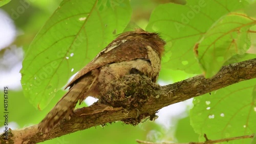 Horsfield's Frogmouth, Batrachostomus javensis, Kaeng Krachan National Park, UNESCO World Heritage, Thailand; facing right sitting on its nest adjusting its nestlings, shaking its body, windy day. photo