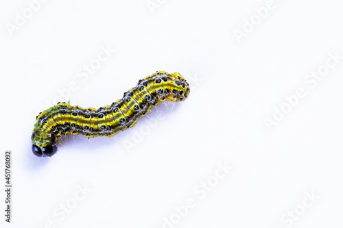Boxwood moth caterpillar. Cydalima perspectalis. East Asian small butterfly. White background.